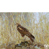 گونه سنقر تالابی Western Marsh Harrier